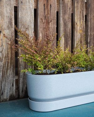 Plantenbak kant-en-klaar grijs met Lonicera Struikkamperfoelie