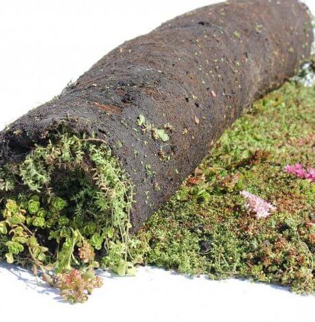 3-laags sedumrolsysteem voor groendak