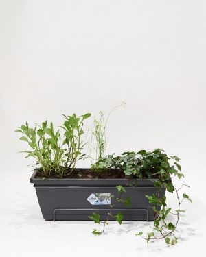 Balkonbak inclusief planten - XL (55cm)