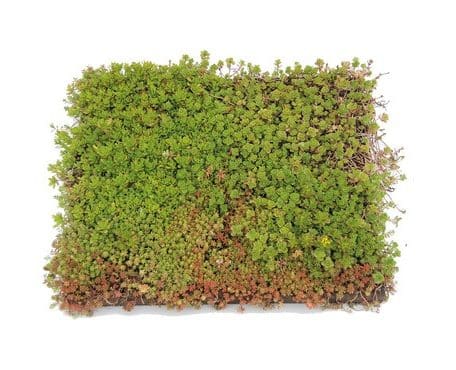 Groendak systeem semper green place and go sedum tray cassette