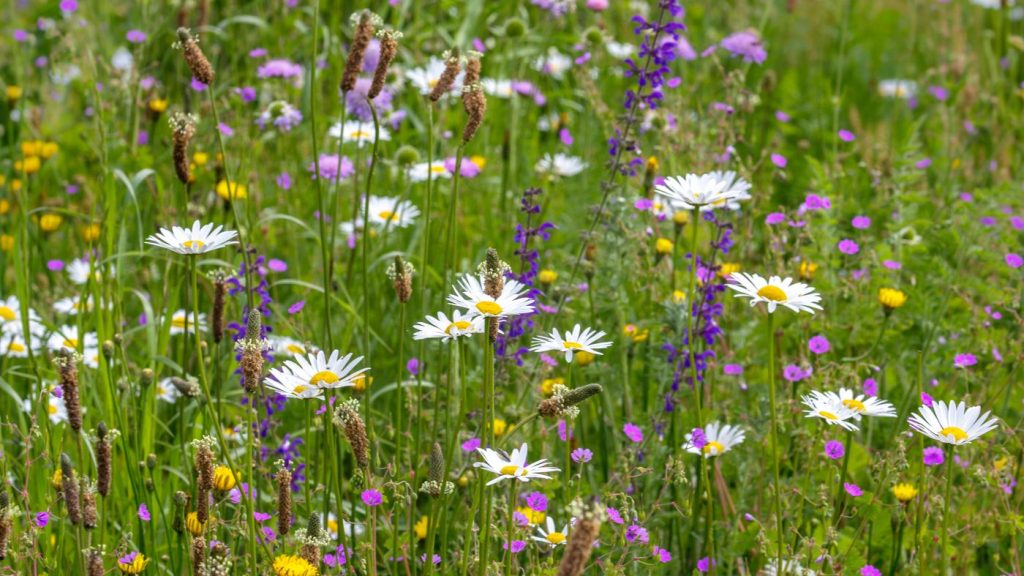 Cruydt-Hoeck zadenmengsel vaste soorten voor bijen inheems Marvy Green - start met plannen maken
