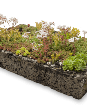 Sedumdak module Earth Kweek met rand