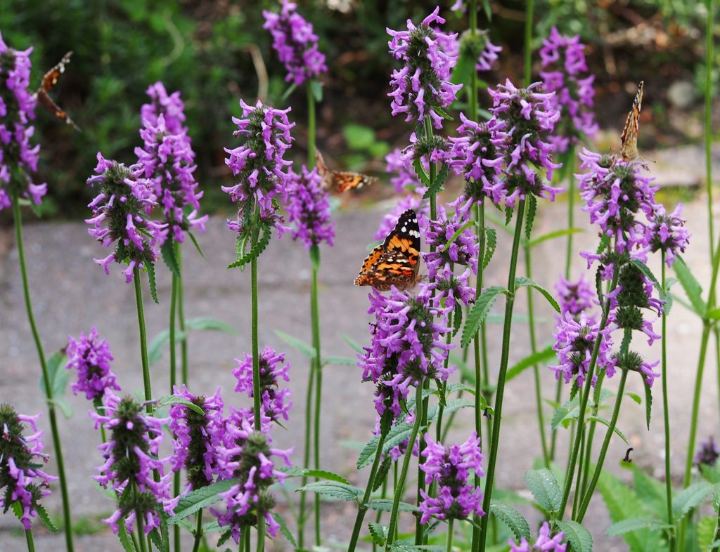 Inheemse Balkon Favorieten - Lieke Marvy Green