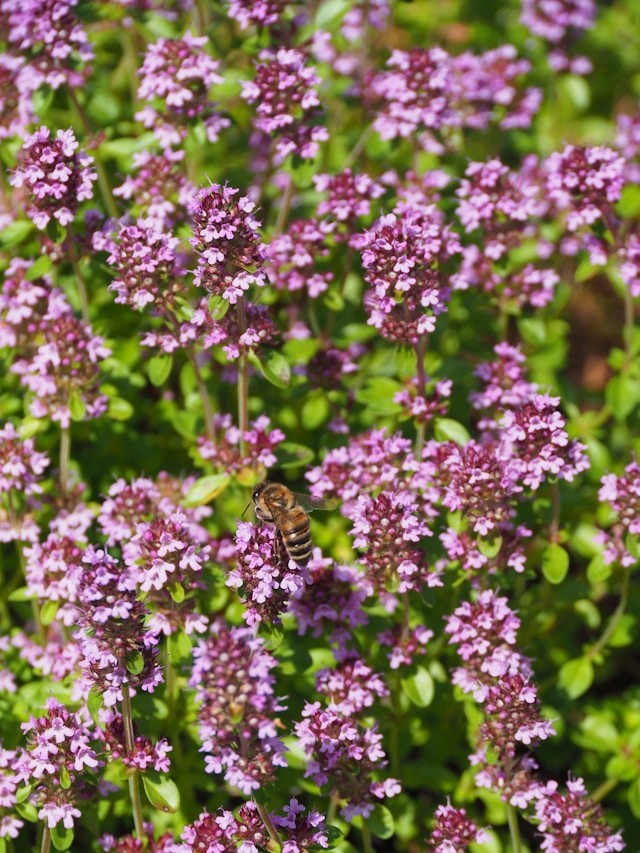 Thymus Vulgaris