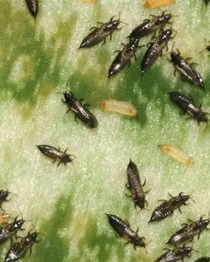 Siltact SF bestrijdingsmiddel plaagdieren