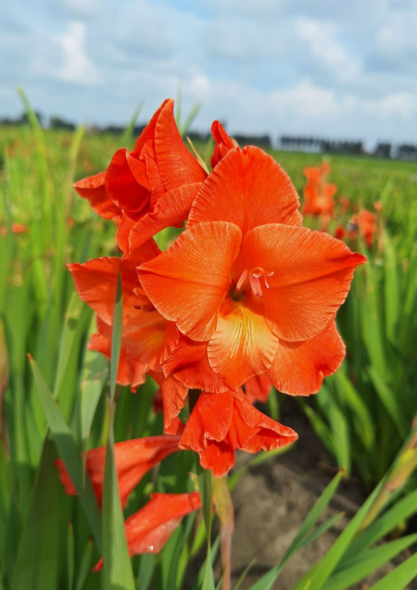 Bio Gladiolus 'Live Oak' biologische oranje gladiool Bloemoloog.nl