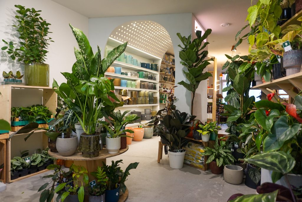 Marvy Green | plantenwinkel duurzame planten Rotterdam