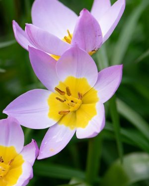Bio Tulipa bakeri 'Lilac Wonder' | 10 stuks | Bloemoloog