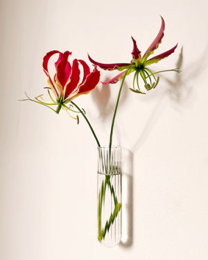 Magnetische plantenhanger voor stekjes Muurbloempjes Walleaf XL